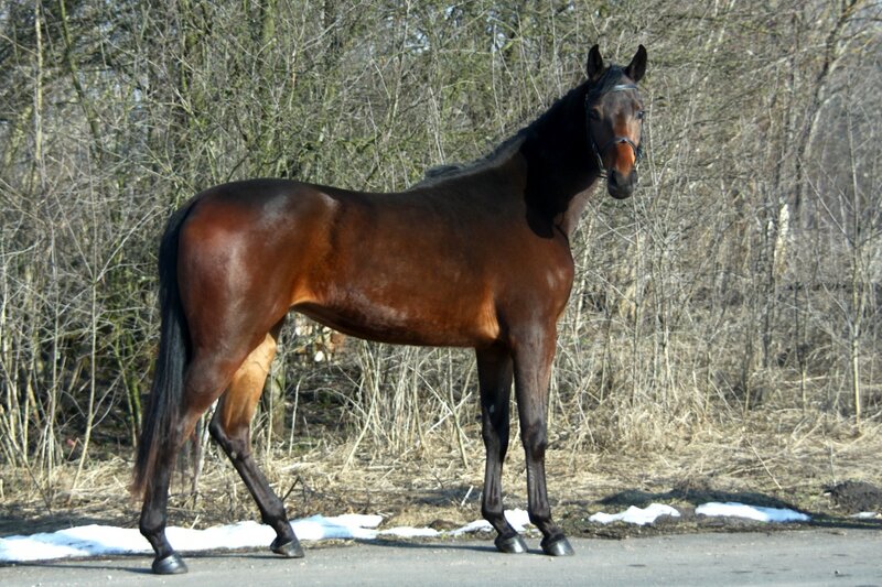Brown Horse Standing — Calm, Winter