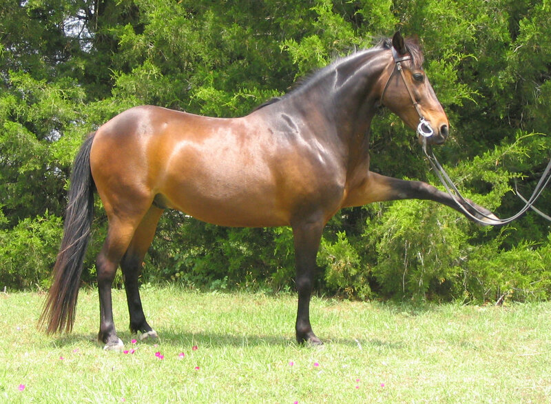 Brown Horse Standing — Green, Calm