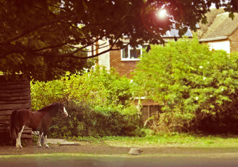 Brown Horse Standing — Green, Serene, Afternoon