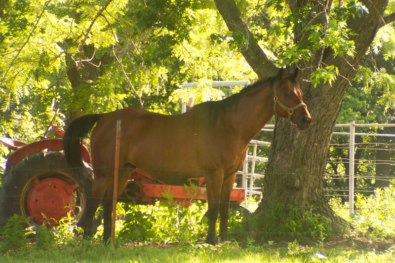 Brown Horse Standing — Green