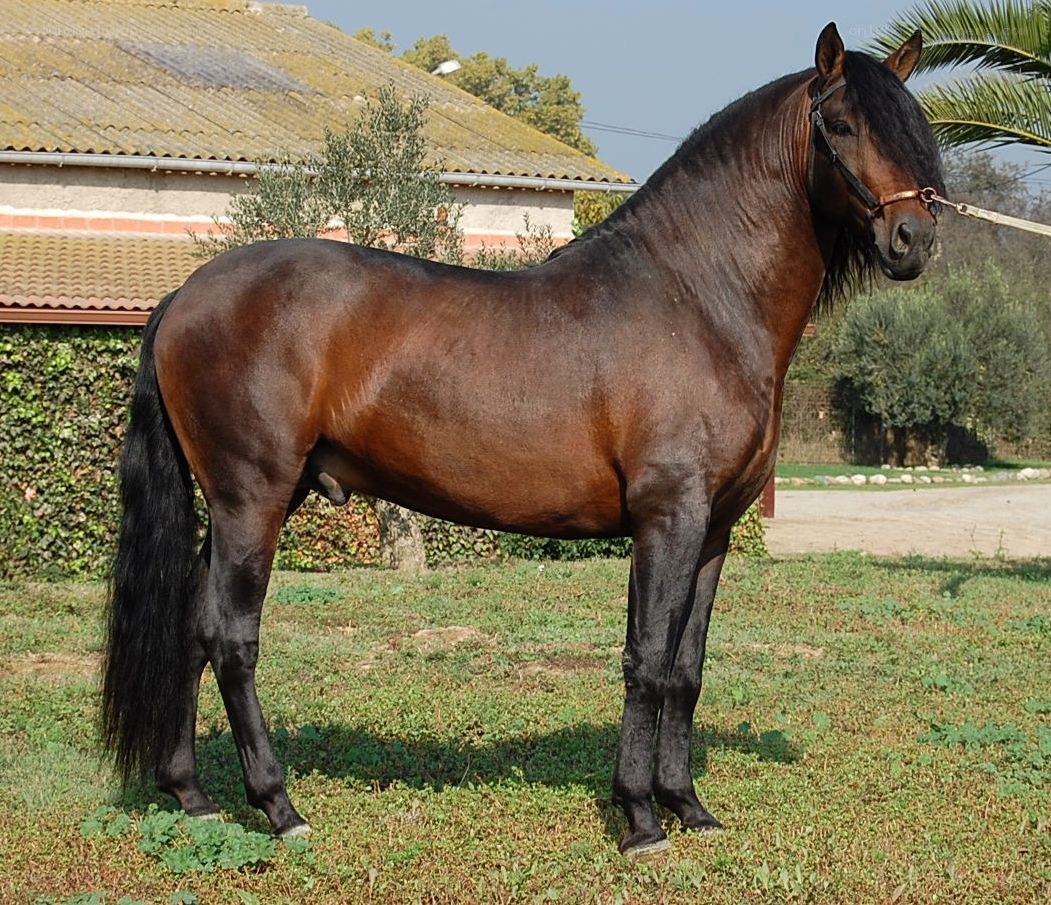 brown horse standing in a field