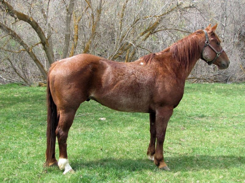 brown horse standing in grass