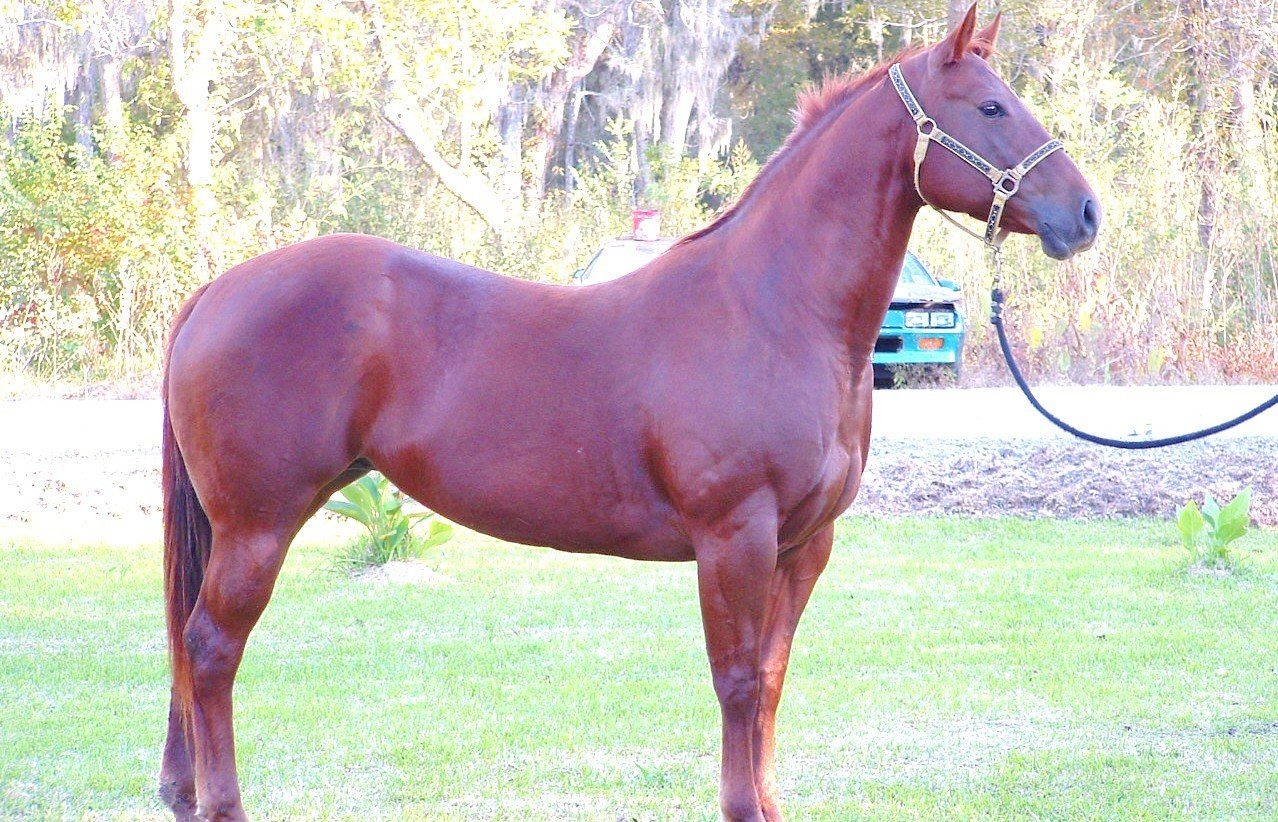 brown horse standing in grass
