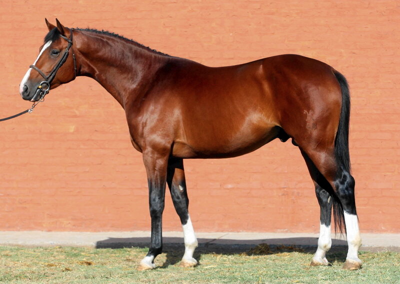 brown horse standing in profile