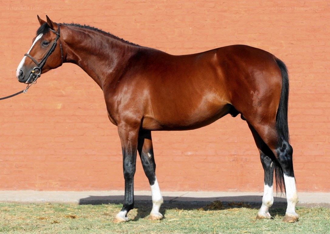 brown horse standing in profile