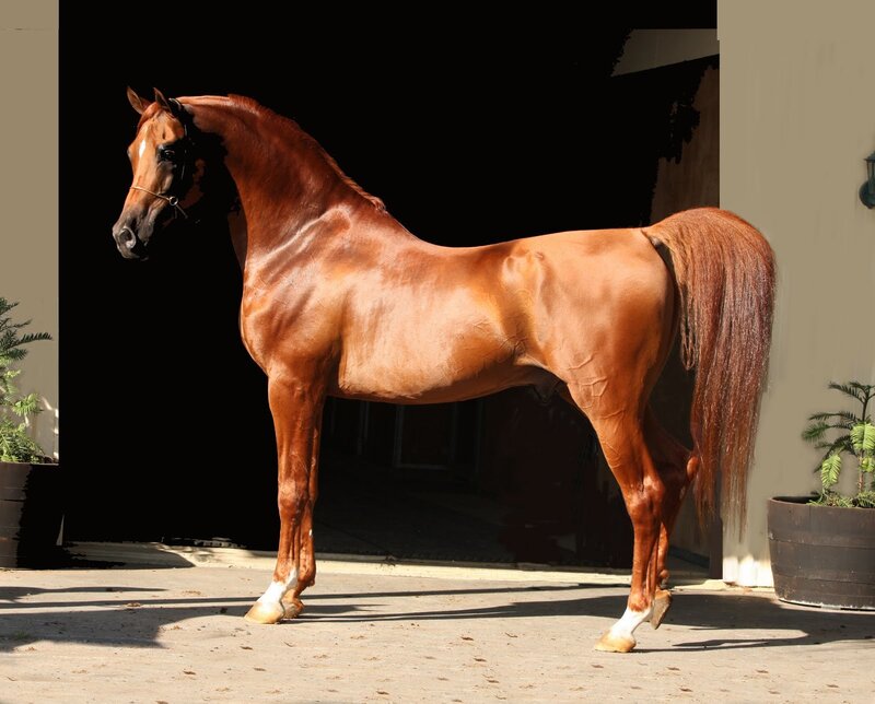 brown horse standing in sunlight