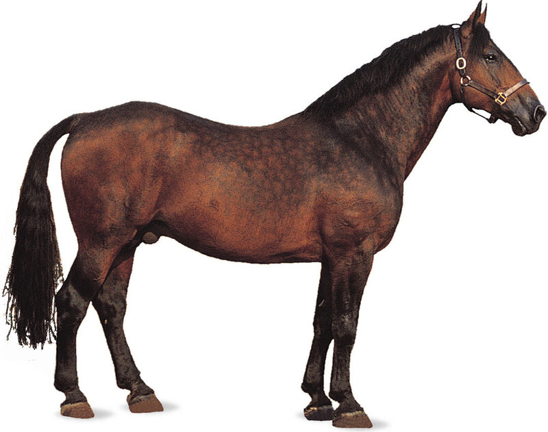 Brown Horse Standing — Neutral, Photograph