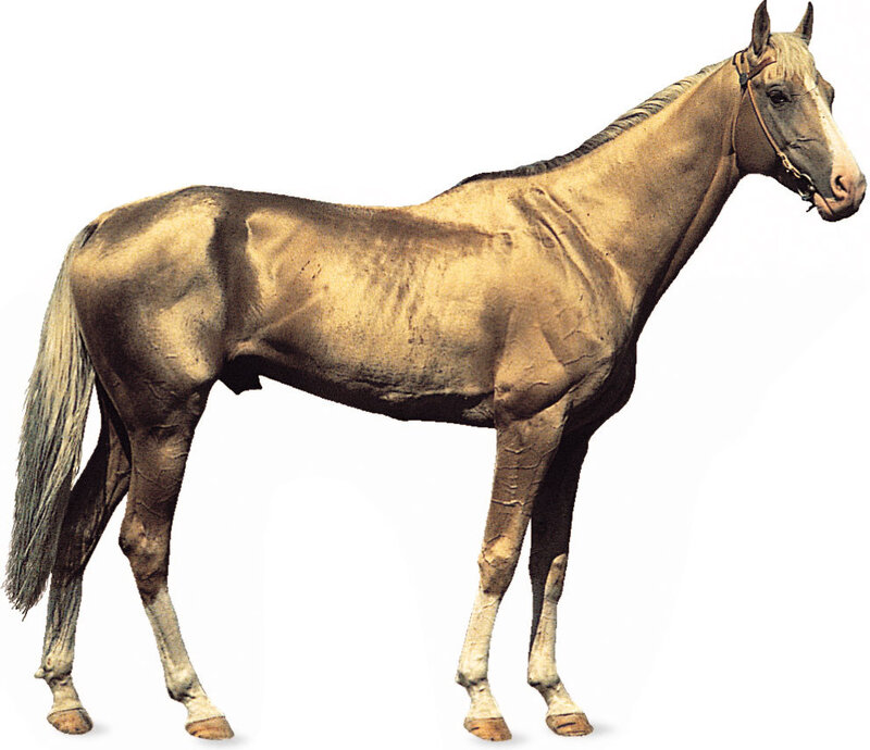 Brown Horse Standing — Neutral