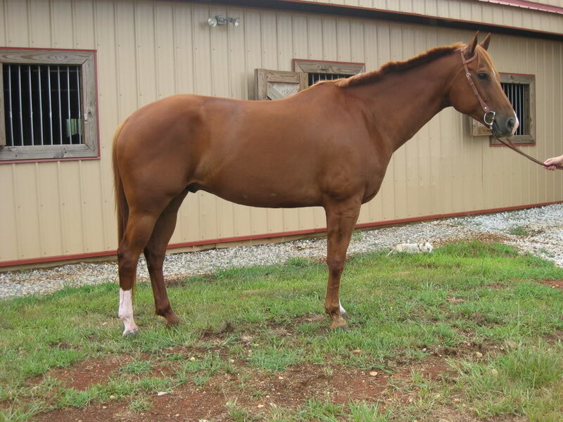 brown horse standing outside stable
