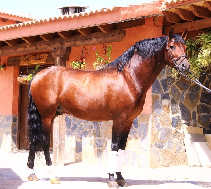 brown horse standing outside