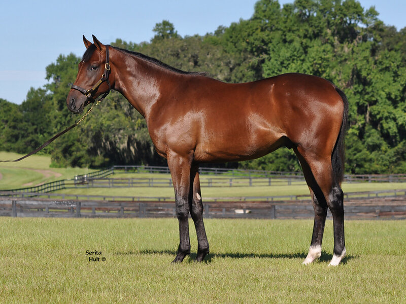 Brown Horse Standing — Serene, Afternoon, Photograph, Grass Field