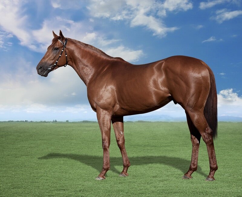 Brown Horse Standing — Serene, Afternoon