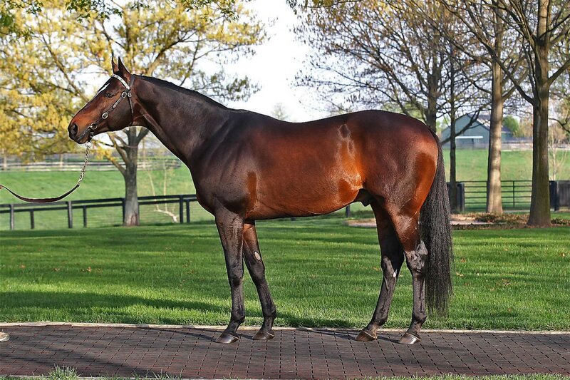 Brown Horse Standing — Serene, Spring