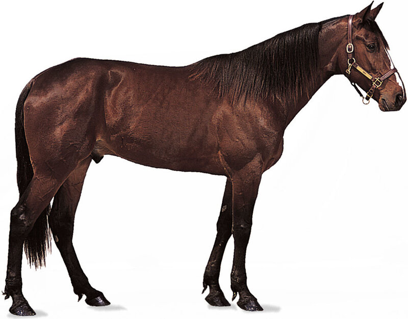 brown horse standing