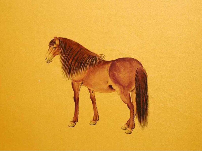 Brown Horse Standing — Yellow