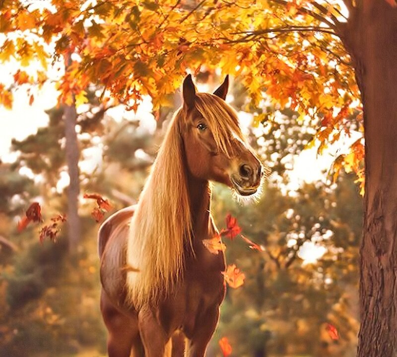 Brown Horse under Tree — Orange