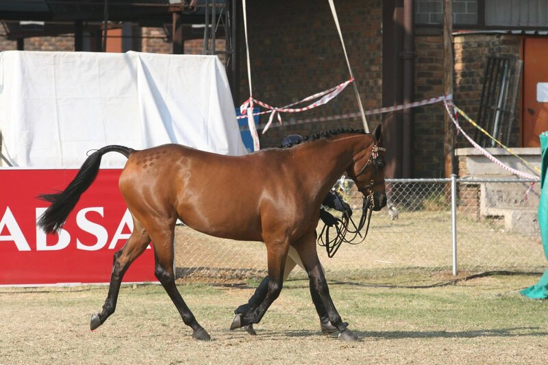 Brown Horse Walking — Calm