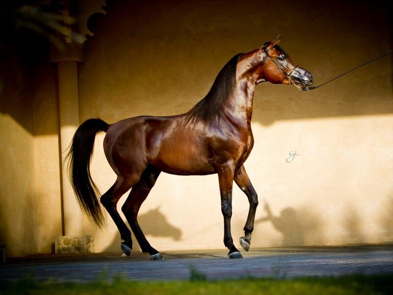 Brown Horse Walking — Dramatic