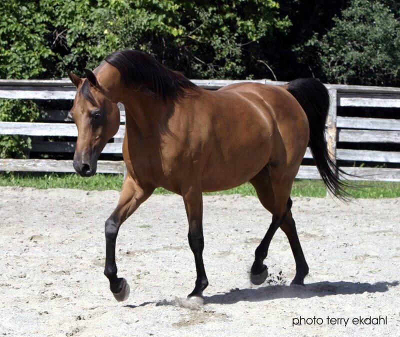 brown horse walking in a paddock