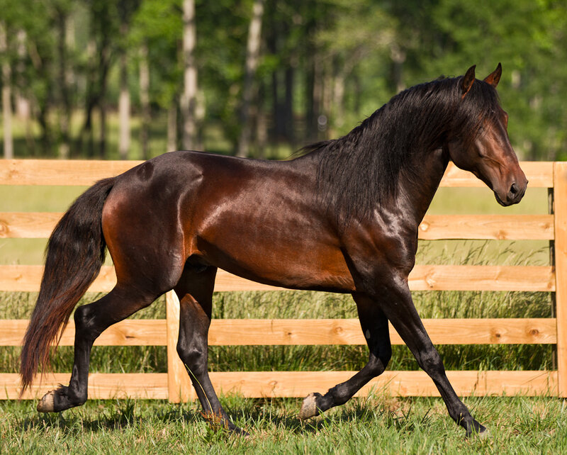 brown horse walking in field