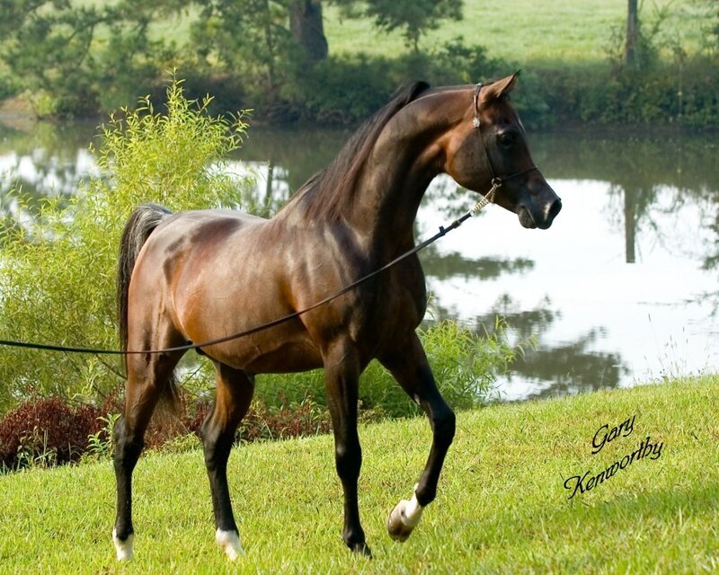 Brown Horse Walking