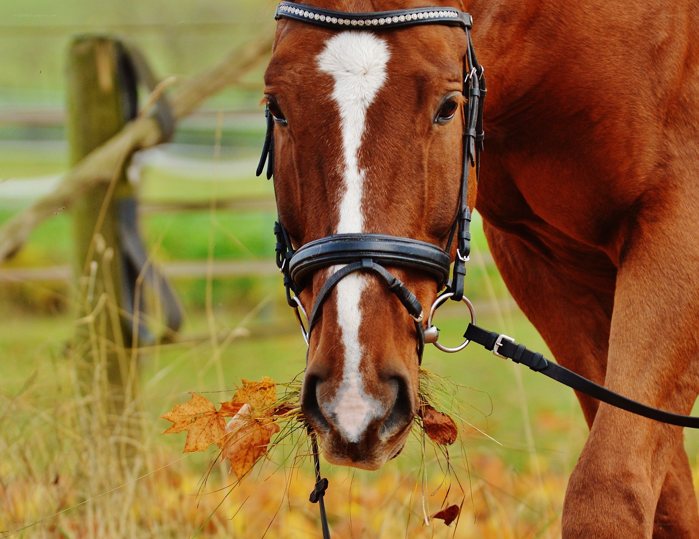 brown horse with autumn leaves