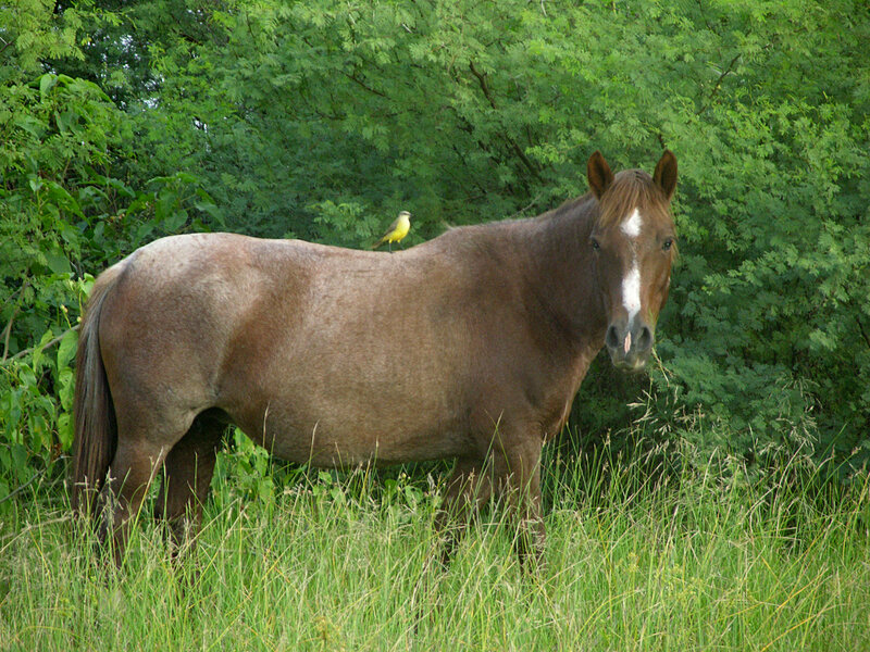 Brown Horse with Bird