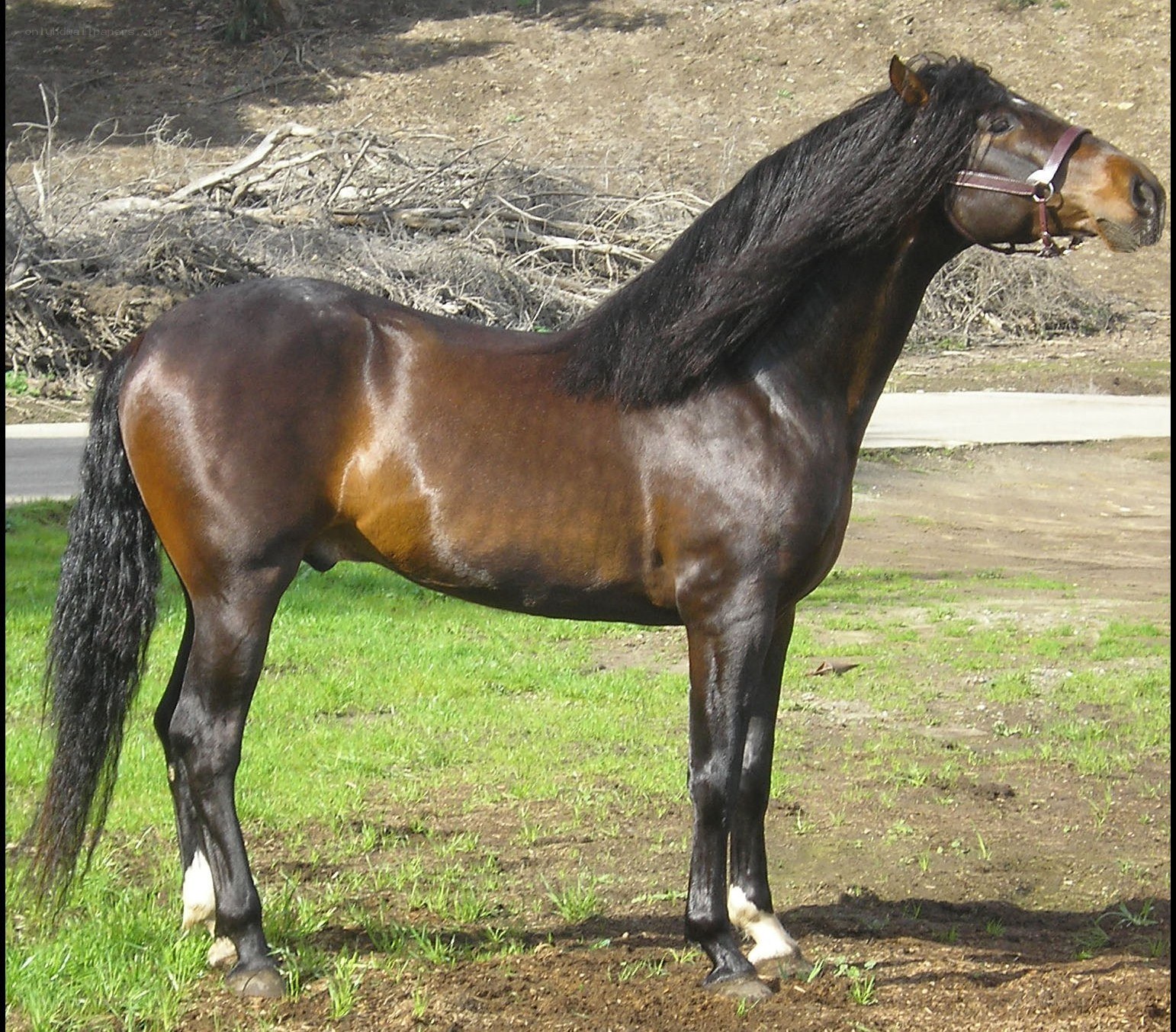 brown horse with black mane