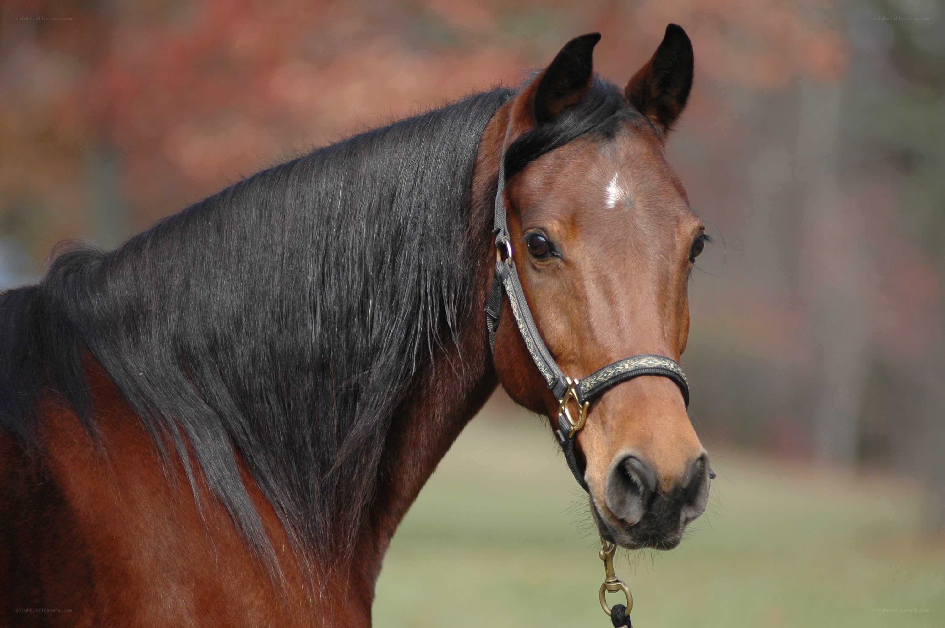 brown horse with black mane