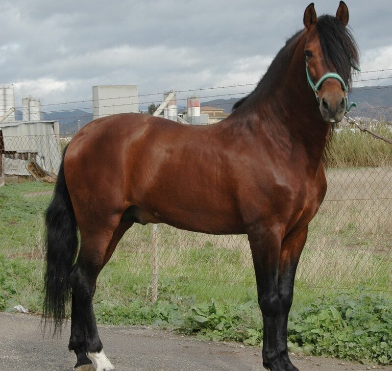 brown horse with black mane