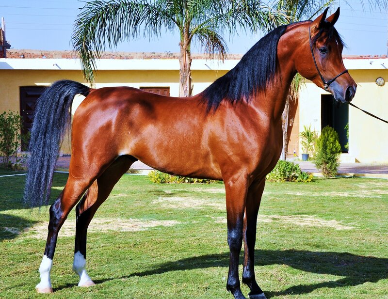 brown horse with black mane