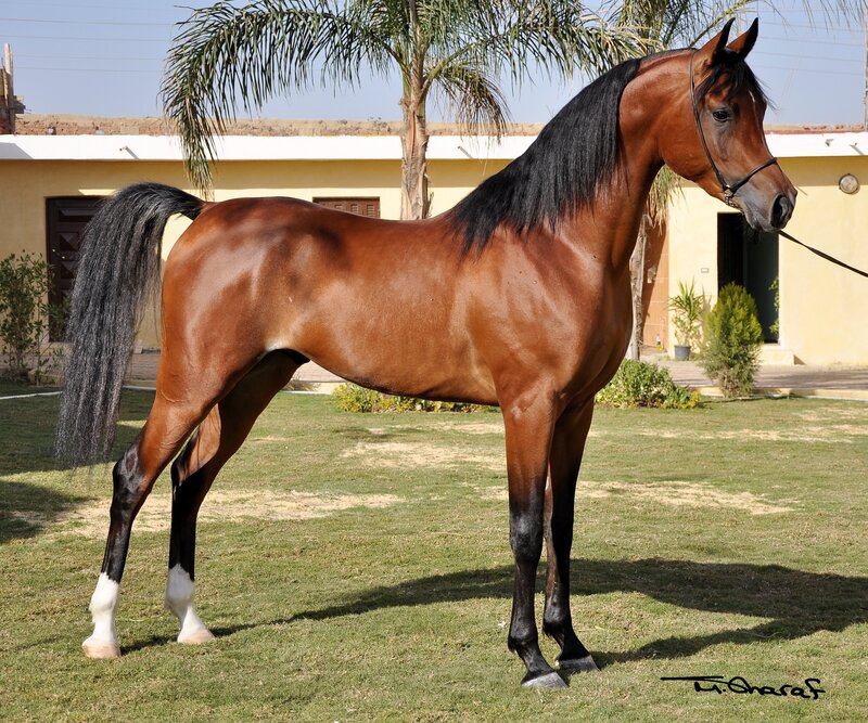 brown horse with black mane