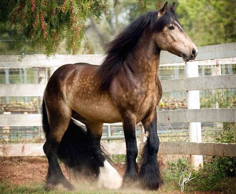 brown horse with black mane