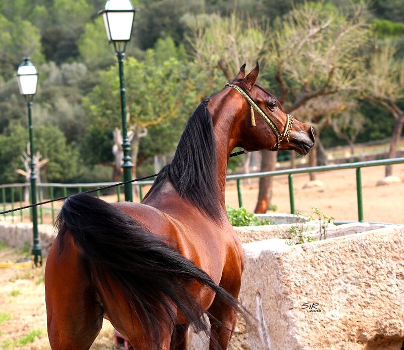 brown horse with black mane