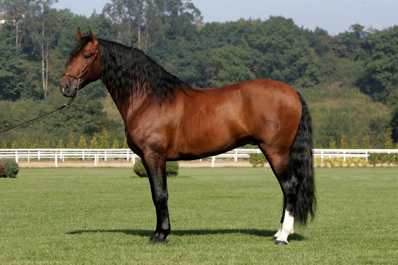 Brown Horse with Black Mane — Calm, Afternoon, Photograph, Grass Field