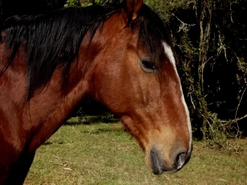 Brown Horse with Black Mane — Calm, Afternoon, Photograph, Grass