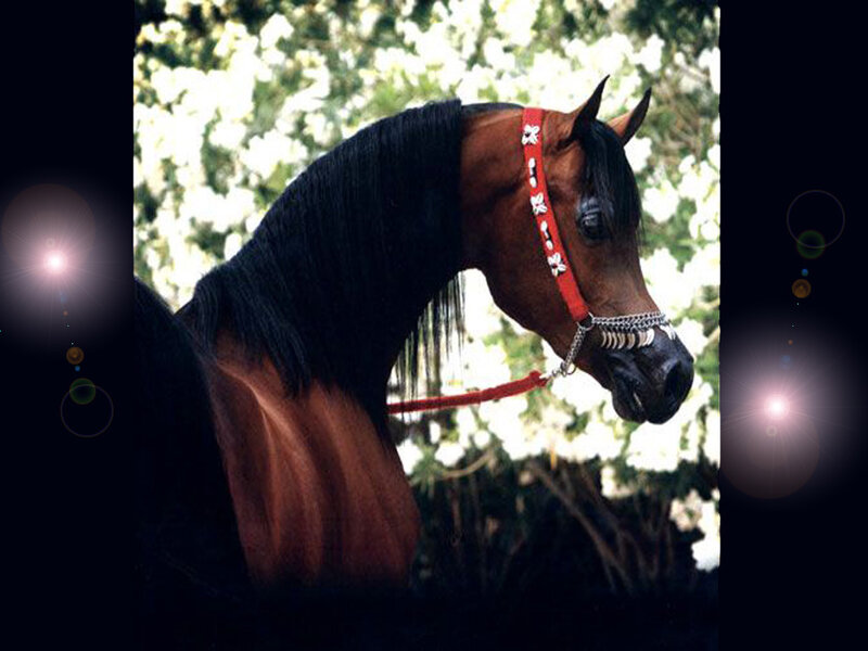Brown Horse with Black Mane — Calm, Afternoon, Photograph