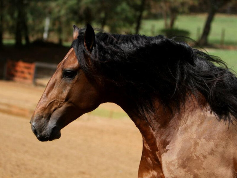 Brown Horse with Black Mane — Calm, Afternoon, Photograph, Trees