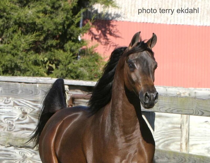 Brown Horse with Black Mane — Calm, Afternoon, Photograph, Wooden Fence, Red Building