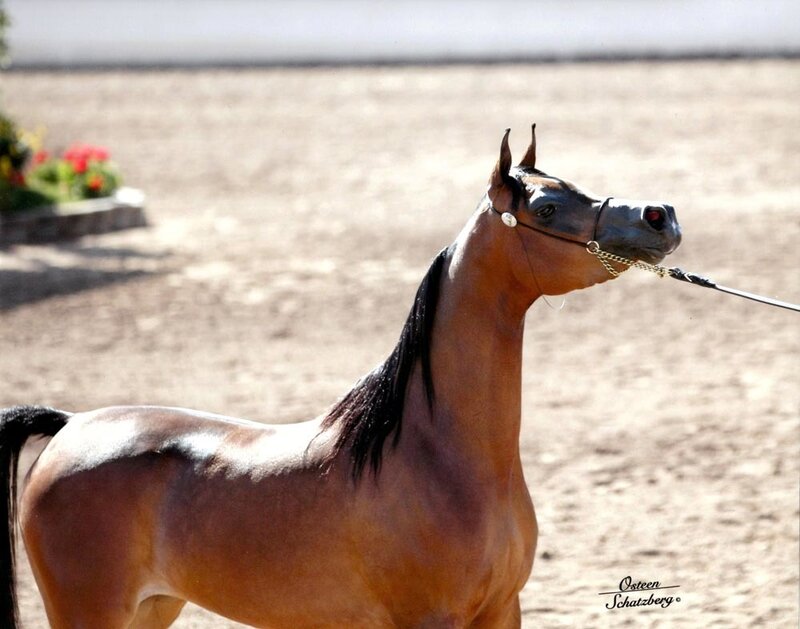 Brown Horse with Black Mane — Calm, Afternoon