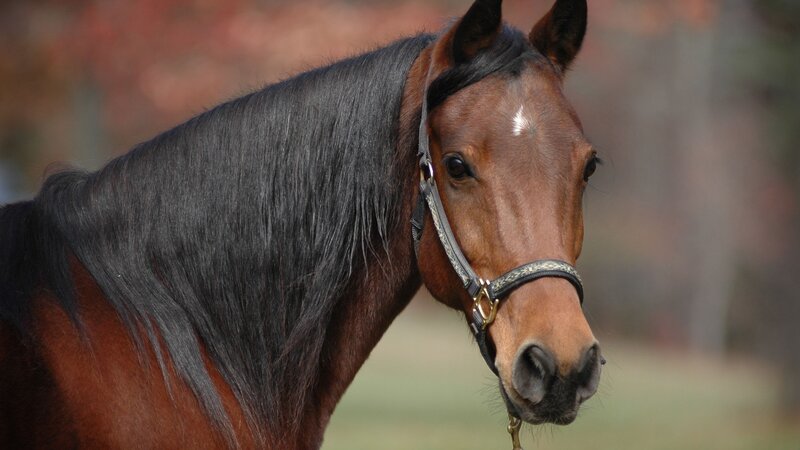 Brown Horse with Black Mane — Calm, Autumn