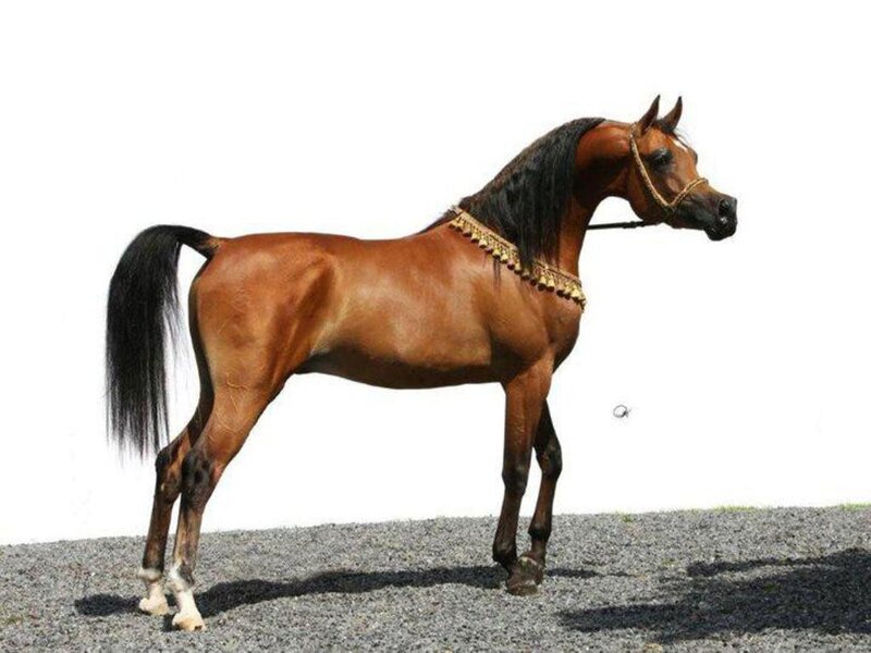 Brown Horse with Black Mane — Calm, Photograph