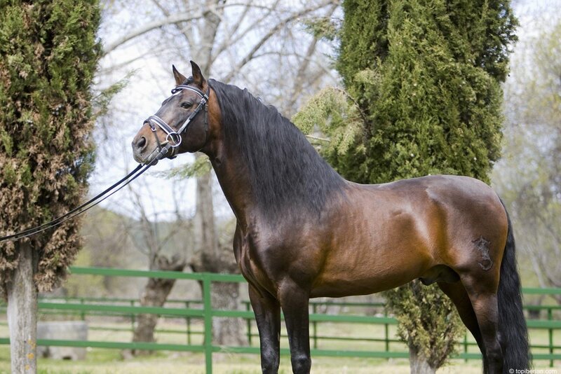 Brown Horse with Black Mane — Calm, Spring