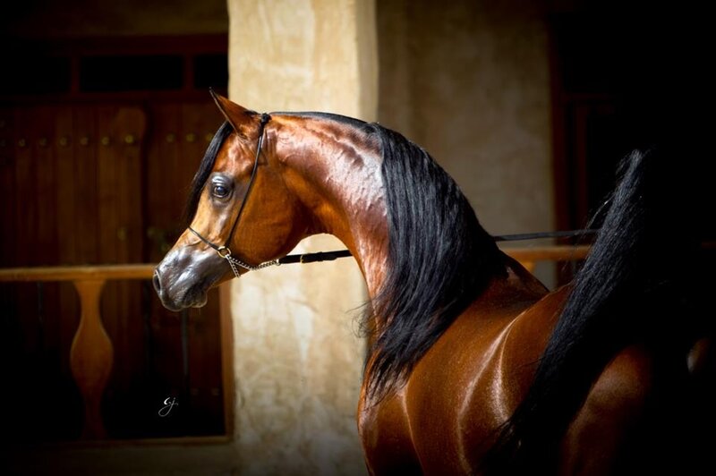 Brown Horse with Black Mane — Dramatic