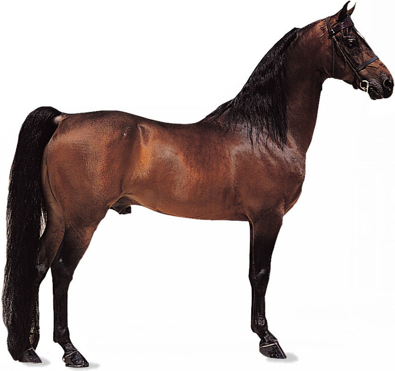 Brown Horse with Black Mane — Neutral