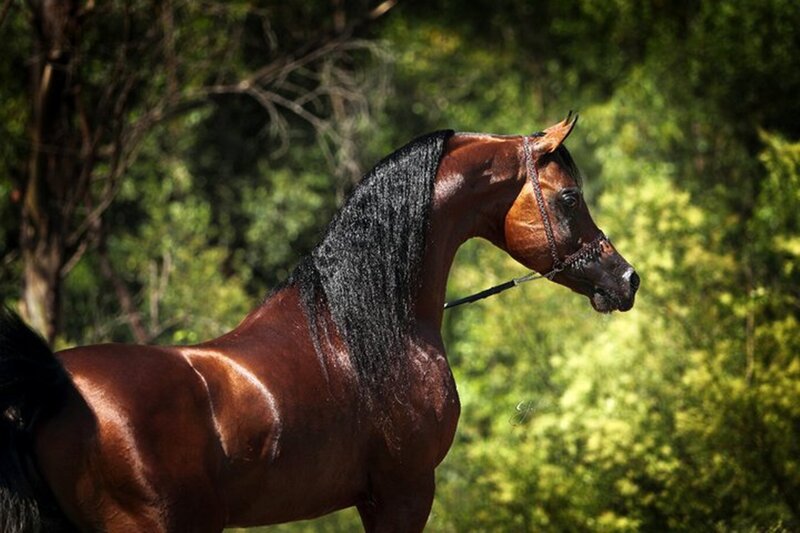 Brown Horse with Black Mane — Serene
