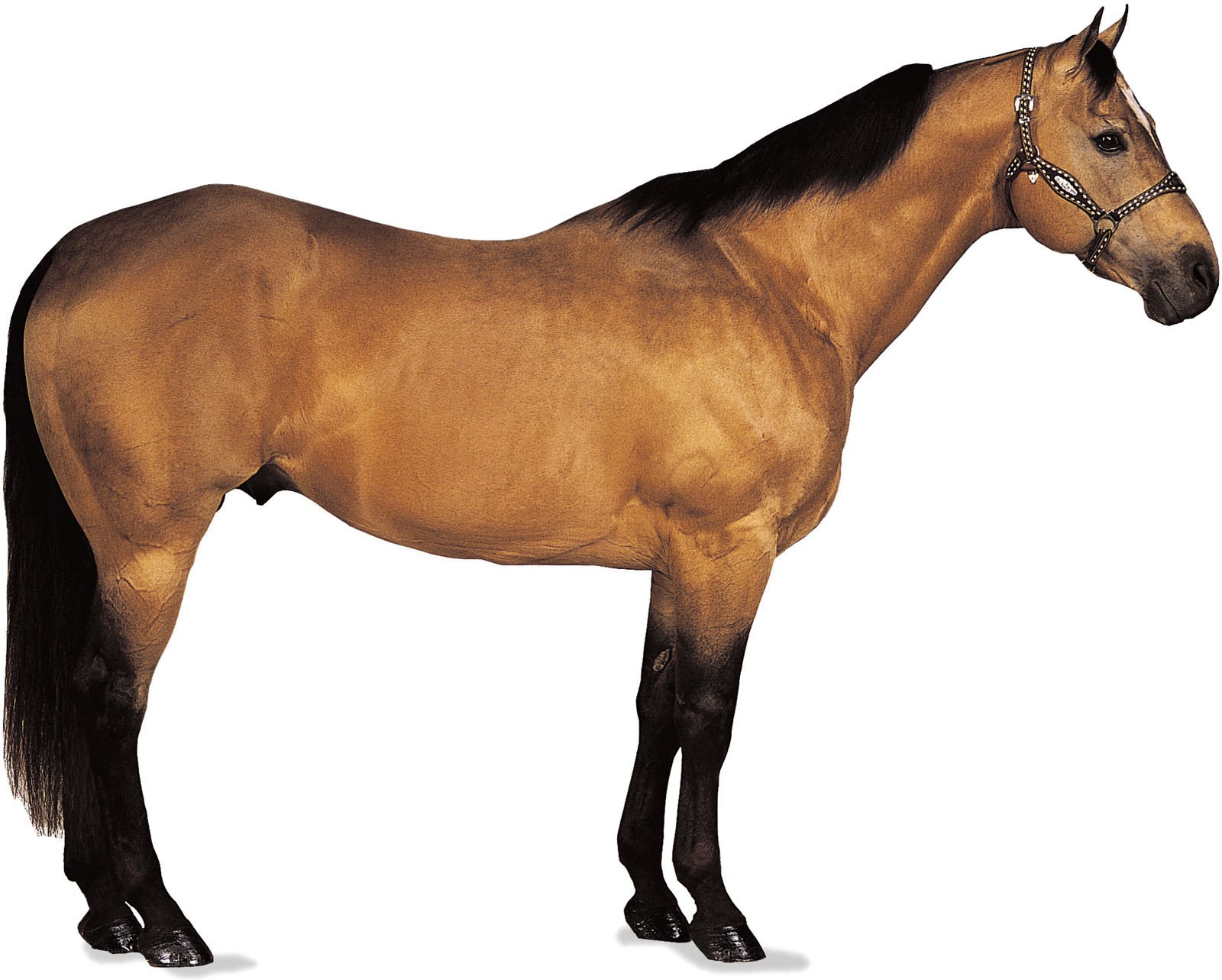 brown horse with black mane