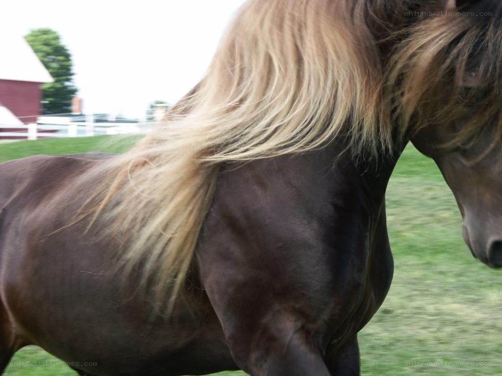 brown horse with blonde mane