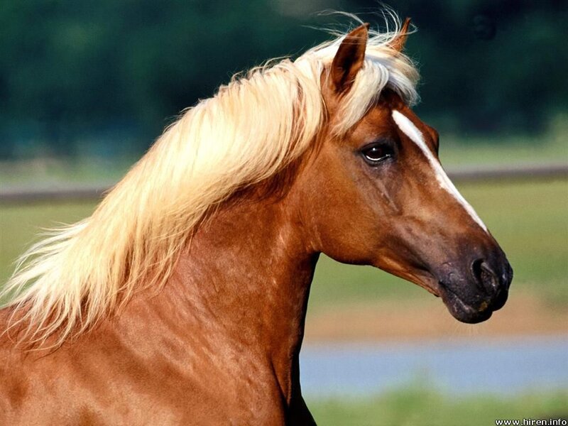 brown horse with blonde mane