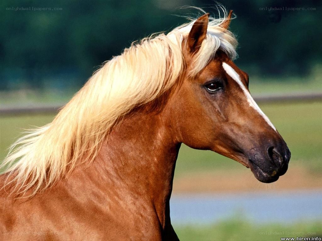 brown horse with blonde mane